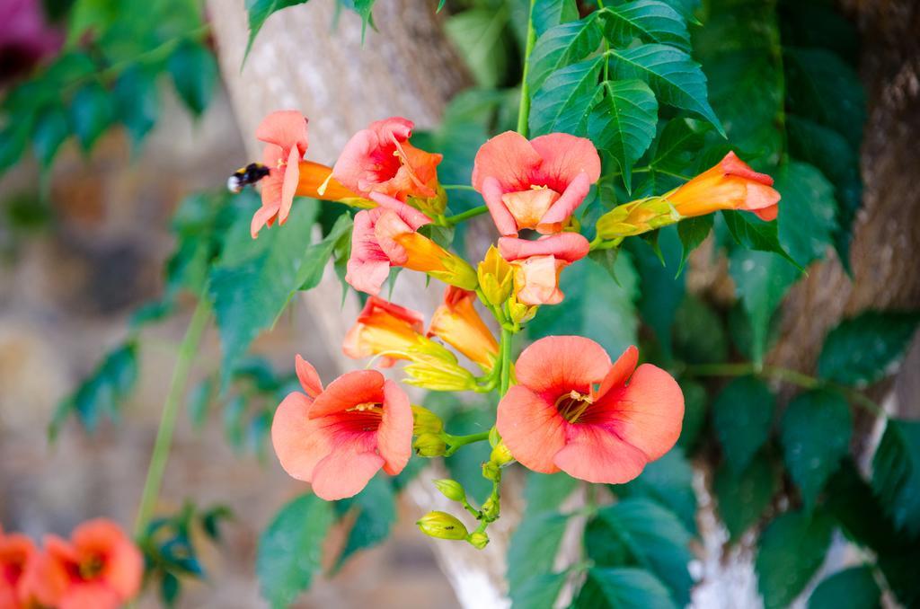 Platanos Rooms Sinoikismos Kambos Ngoại thất bức ảnh